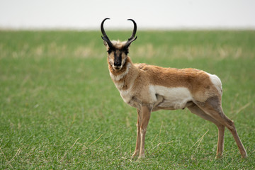 Prong horned Antelope on the Prairies in Spring 