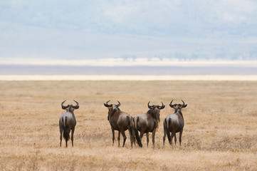 wildebeest in the savannah