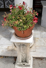 Fototapeta na wymiar flowers in pot on a marble column
