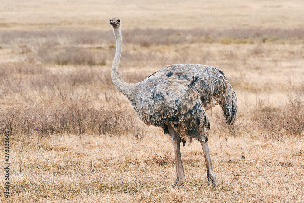 Canvas Prints Big female ostrich (Strutio camelus)