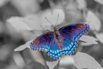 red spotted butterfly on black and white background