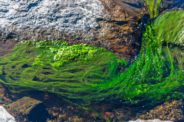 Green plants on the river