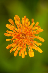 Orange Agoseris From Above