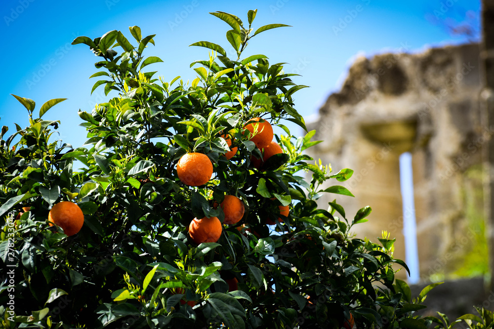 Wall mural orange tree in the cyprus