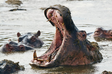 Hippopotamus (Hippopotamus amphibius) opens its large mouth.