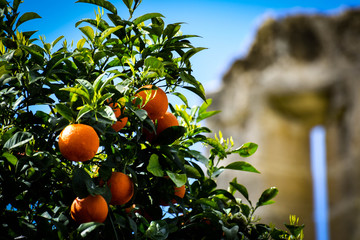 Orange tree in the Cyprus