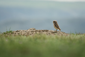 Burrowing Owl in Grasslands National Park 