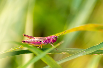Pinkfarbener Grashüpfer (ein modebewusstes Weibchen?) auf Brautschau und Partnersuche im Gras und Gebüsch