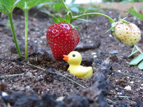 Tiny rubber duck and strawberries