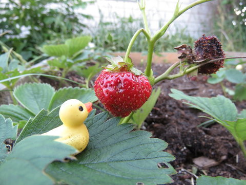 Tiny rubber duck and strawberries