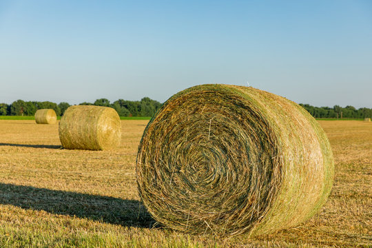 Large round hay bales in field at sunset