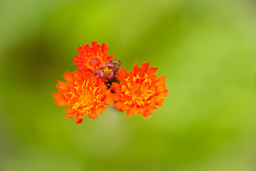 Above Orange Hawkweed