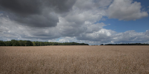 Mecklenburg Vorpommern. Countryside. Fields clouds