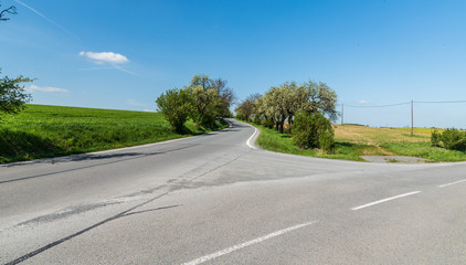 Fototapeta premium road with small tree alley and blue sky with clouds