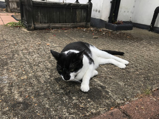 Gattone bianco e nero