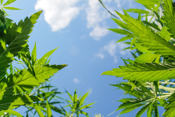 cannabis leaves against the blue sky, bottom view