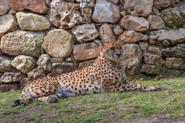 Cheetah, Acinonyx jubatus, a large cat with slender body, a small rounded head, deep chest, long thin legs and long spotted tail lying on the grass