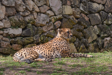 Cheetah, Acinonyx jubatus, a large cat with slender body, a small rounded head, deep chest, long thin legs and long spotted tail