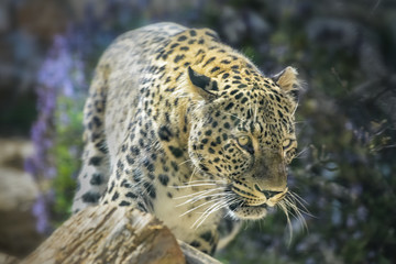 Cheetah, Acinonyx jubatus, a large cat with slender body, a small rounded head, deep chest, long thin legs and long spotted tail. Close up Portrait