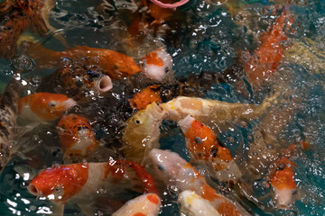 Red fish or fenced carp swimming in water pond in Shanghai city, China