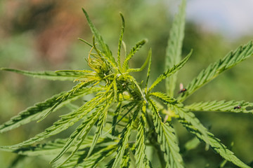 cannabis leaves, juicy marijuana, background