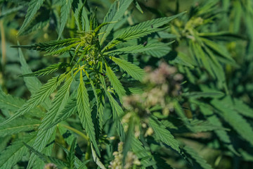 Fototapeta premium cannabis leaves, juicy marijuana, background