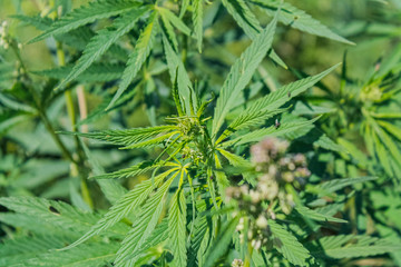 cannabis leaves, juicy marijuana, background