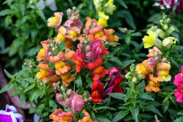 Obraz na płótnie Canvas Mixed colored dragon flowers or snapdragons or Antirrhinum in a sunny spring garden, natural background