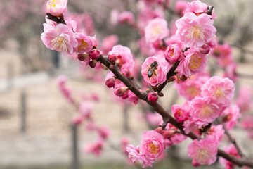Sakura tree blossom pink flowers the bee pollinating collects nectar macro shot in Shanghai botanic garden, China