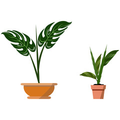 Potted plants isolated on white. Vector set of two green tropical plant in pot illustration