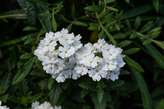 White verbena flowers and green leaves in a summer garden, top view