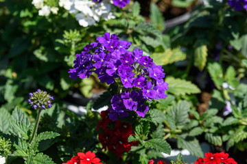 Blue verbena flowers and green leaves in a summer garden, top view