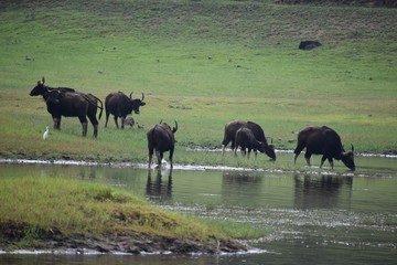 Fototapeta na wymiar buffaloes drinking water from Mullapperiyar Dam reservoir. Scene from PeKerala, India