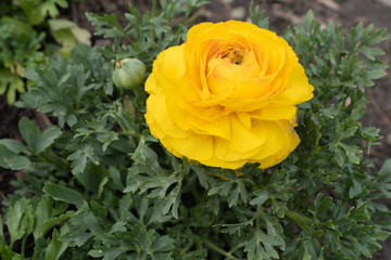 Yellow rose flower blossom macro shot, Shanghai city, China