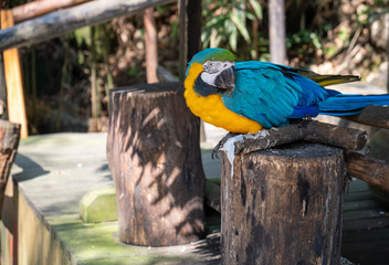 Nailed macaw  blue yellow parrot seating on a log and looking macro shot © Pavel