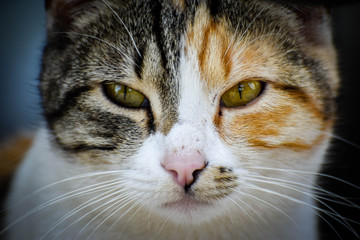 Beautiful wild cat sitiing in the garden 
