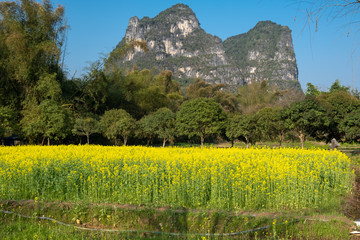 Nice yellow canola flower meadow with trees and high mountains in background spring at Guilin, China