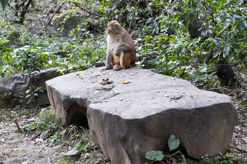 Monkey seating on stone and looking left, Guilin city, China