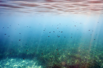 Underwater background with seaweed and fish