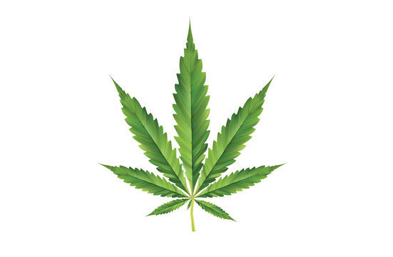 3d illustration of marijuana leaves, Thailand can treat cancer and various diseases