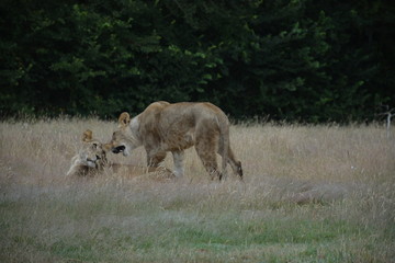 Lionnes