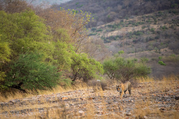 Naklejka na ściany i meble A royal bengal male tiger or panthera tigris on prowl with a beautiful green trees background and dry hills landscape of ranthambore national park, india