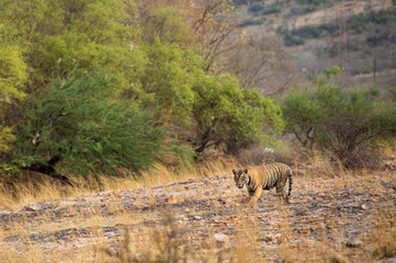 Obraz na płótnie Canvas A royal bengal male tiger or panthera tigris on prowl with a beautiful green trees background and dry hills landscape of ranthambore national park, india