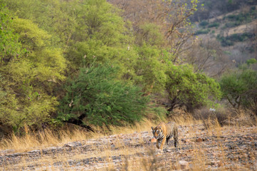 A royal bengal male tiger or panthera tigris on prowl with a beautiful green trees background and dry hills landscape of ranthambore national park, india