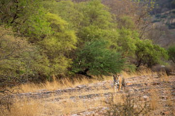 A royal bengal male tiger or panthera tigris on prowl with a beautiful green trees background and dry hills landscape of ranthambore national park, india
