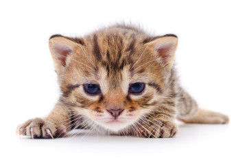 Kitten on white background.