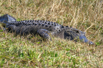Alligator lying in the grass