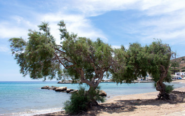 Windswept trees at a beach on the Greek island of Sikinos. The port beach on a summers day on this quiet and beautiful island.