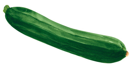 Vegetable, zucchini, hand drawn watercolor illustration isolated on white with clipping path