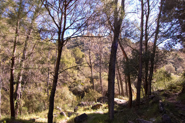 Malaga Montes Trail